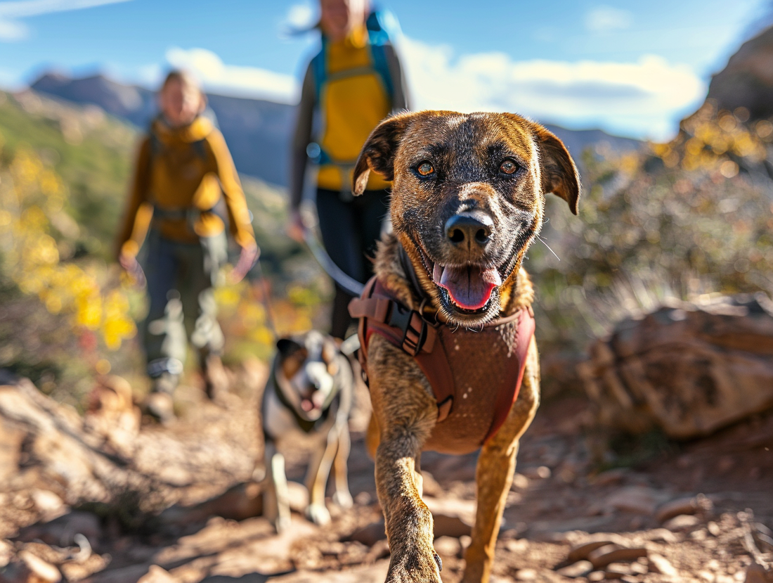 A Short & Super Useful Guide to Dog-Friendly Hiking